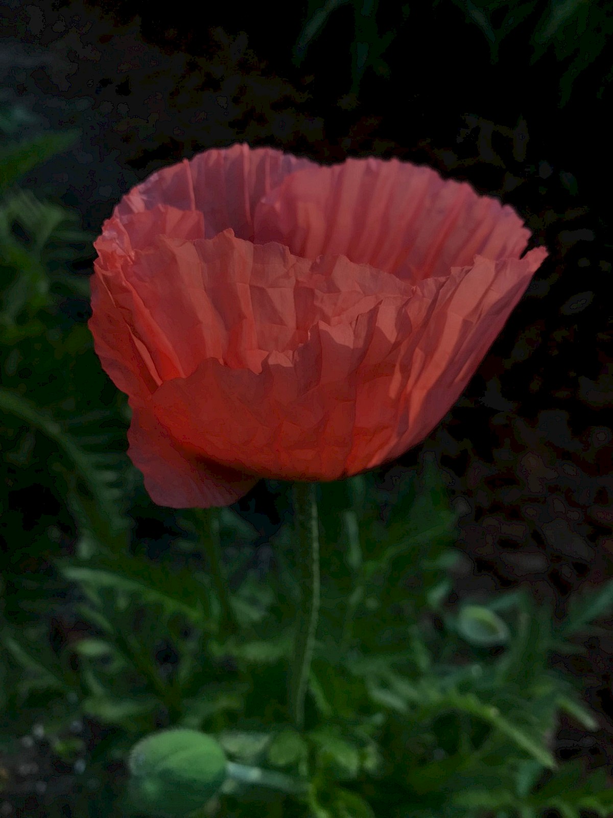 The Miracle Garden Papaver Orientale Helen Elizabeth Princess